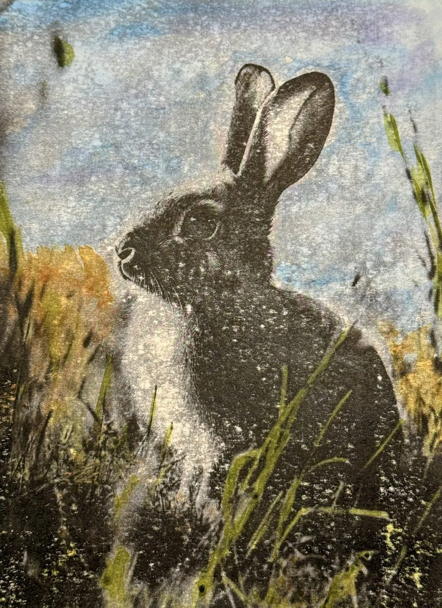 Hare in the Field